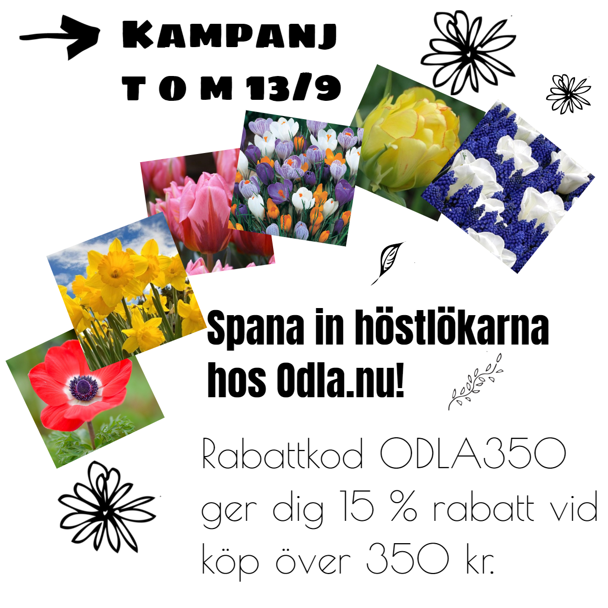 Beställ höstlökar hos Odla.nu!